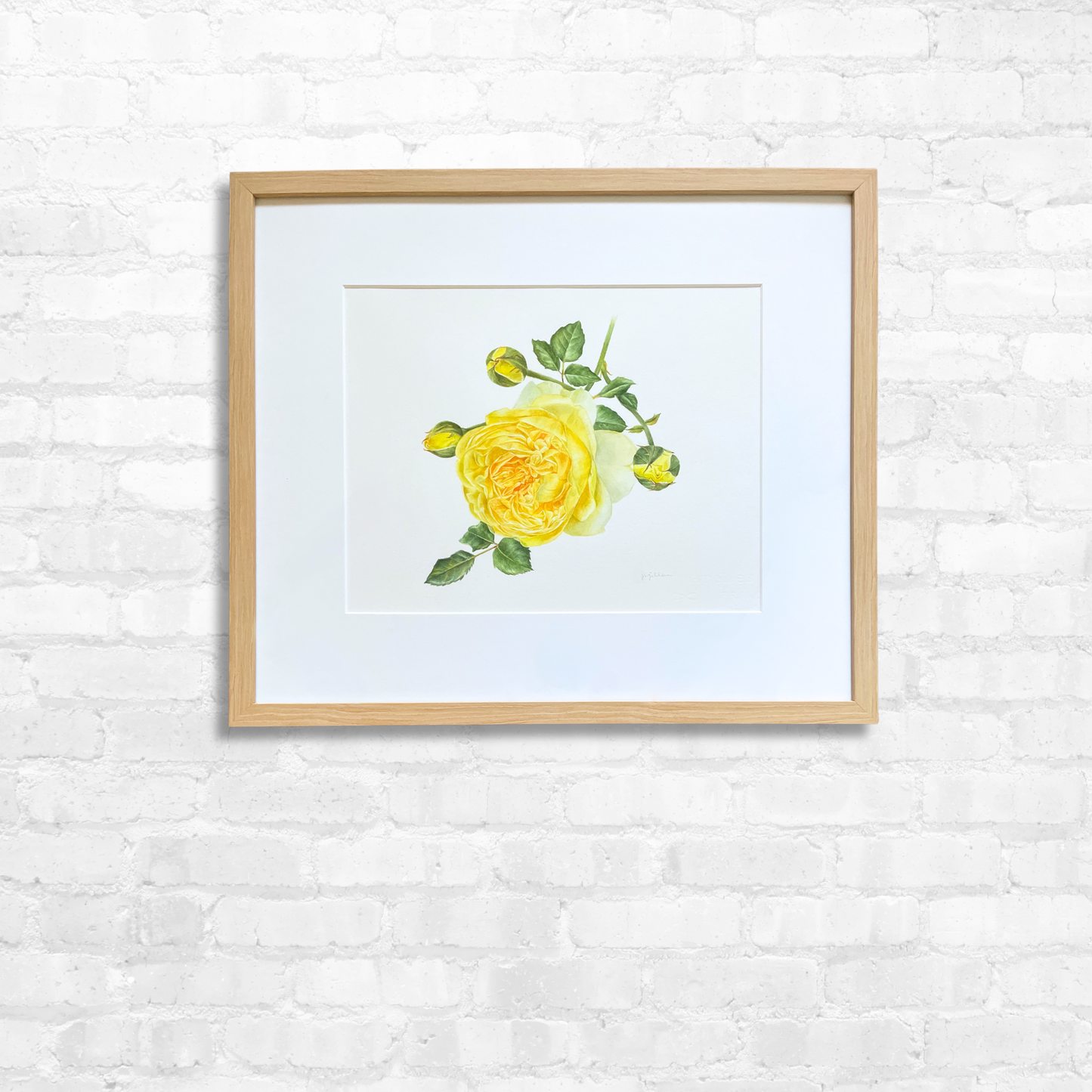 Rosa 'The Poet's Wife' Original Watercolor