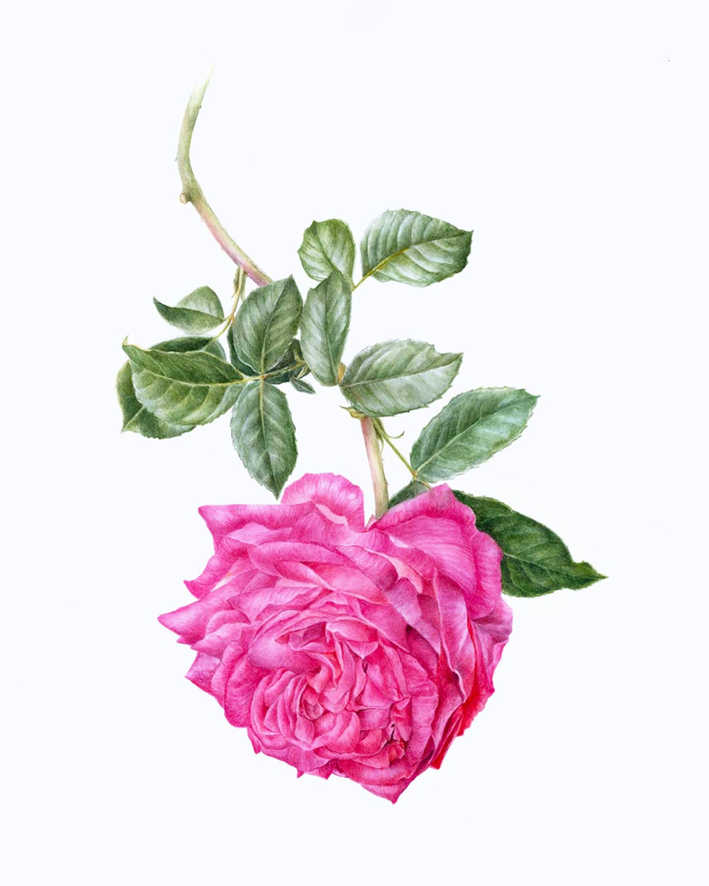 Rosa 'American Beauty' Original Watercolor