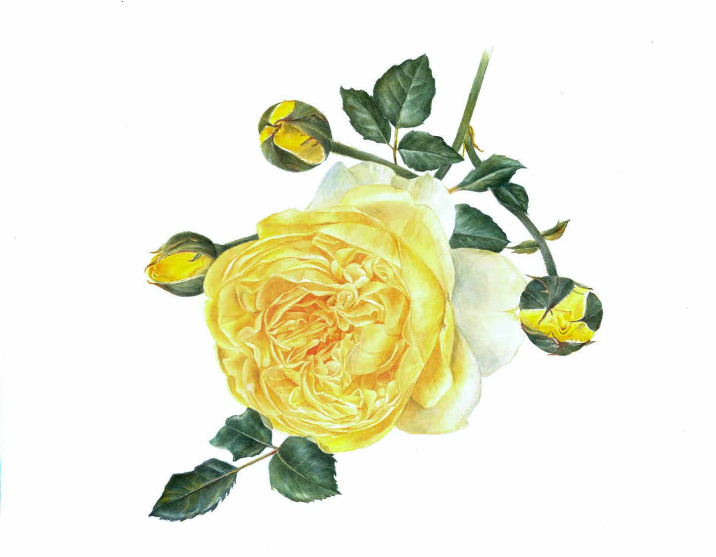 Rosa 'The Poet's Wife' Original Watercolor