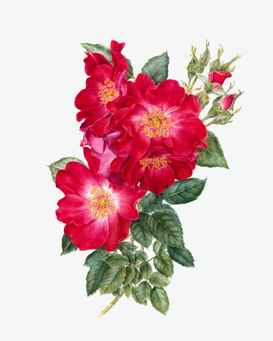 Rosa 'Dortmund' Original Watercolor