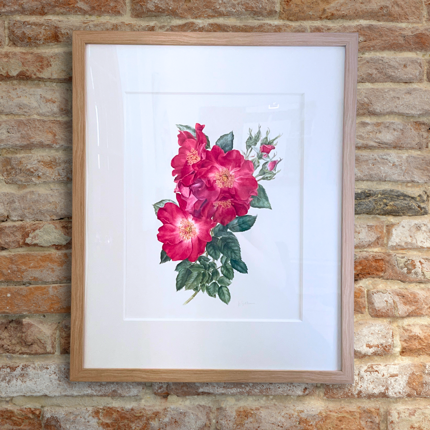 Rosa 'Dortmund' Original Watercolor