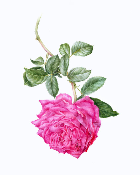 Rosa 'American Beauty' Original Watercolor