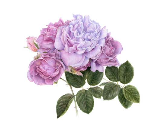 Rosa 'Love Song' Original Watercolor