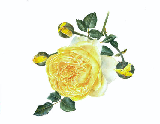 Rosa 'The Poet's Wife' Original Watercolor